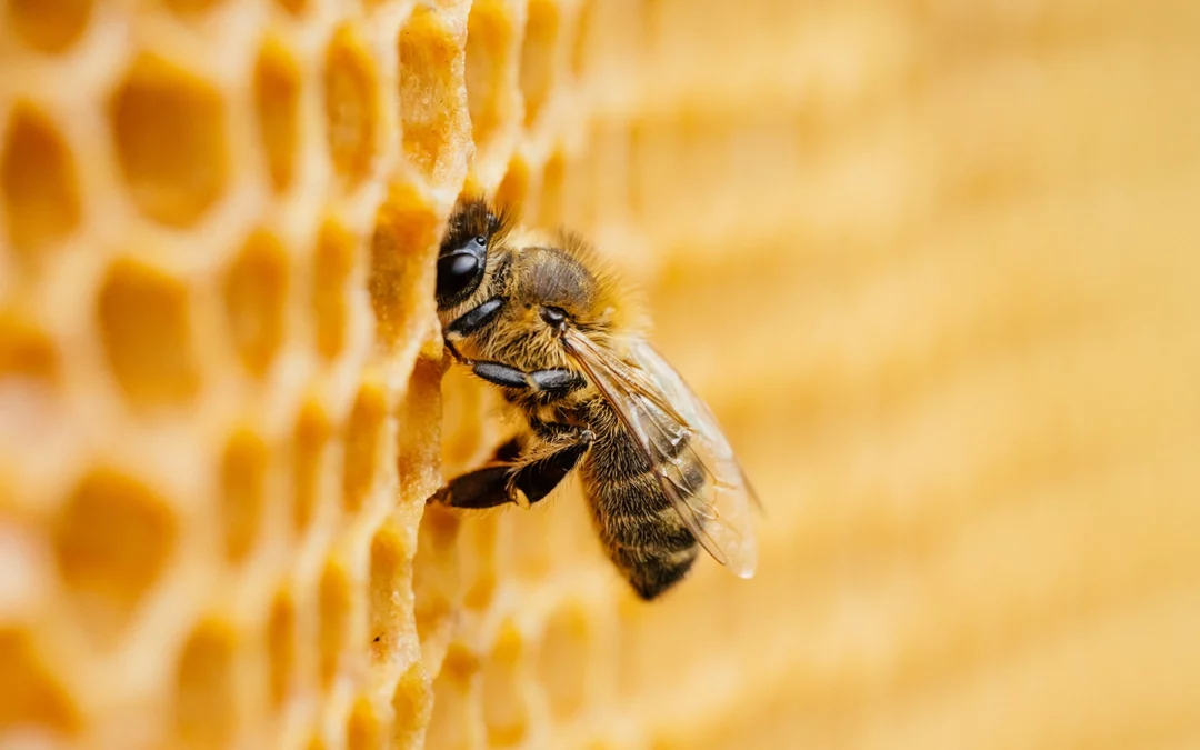 Déclarer des ruches