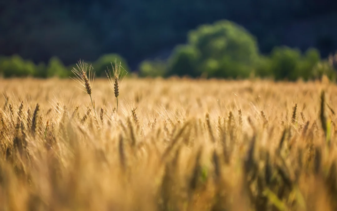 Mesures de compensation agricole