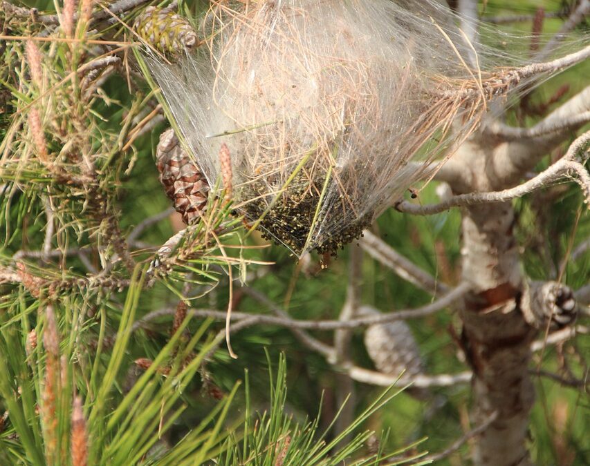 Lutte contre la chenille processionnaire du pin