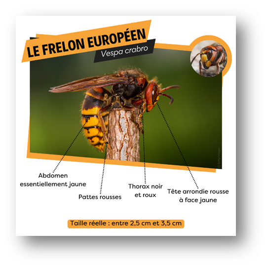 le frelon européen le frelon européen