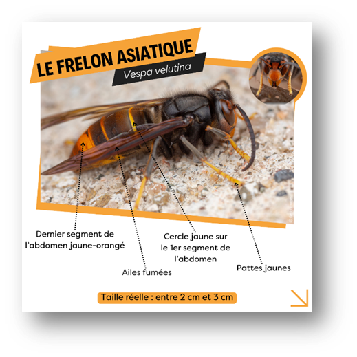 le frelon asiatique le frelon asiatique
