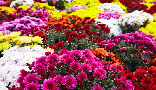 Chrysanthèmes