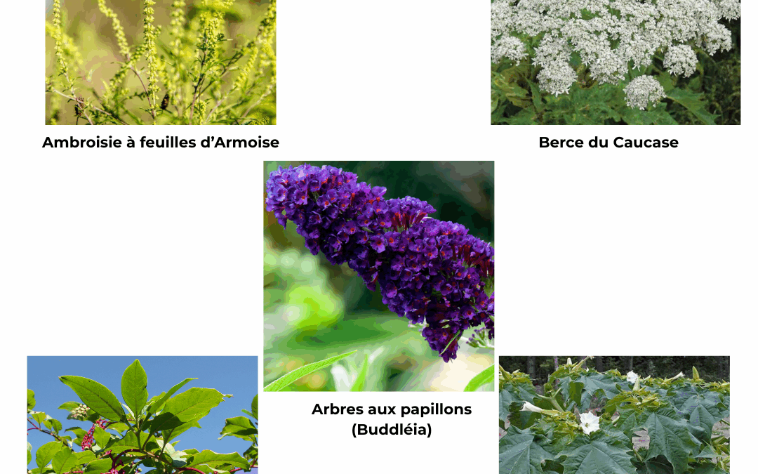Plantes invasives