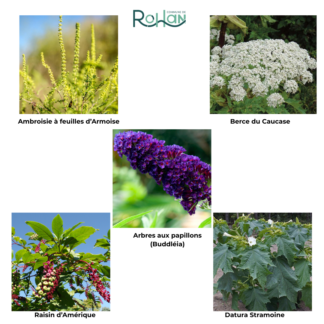5 plantes invasives