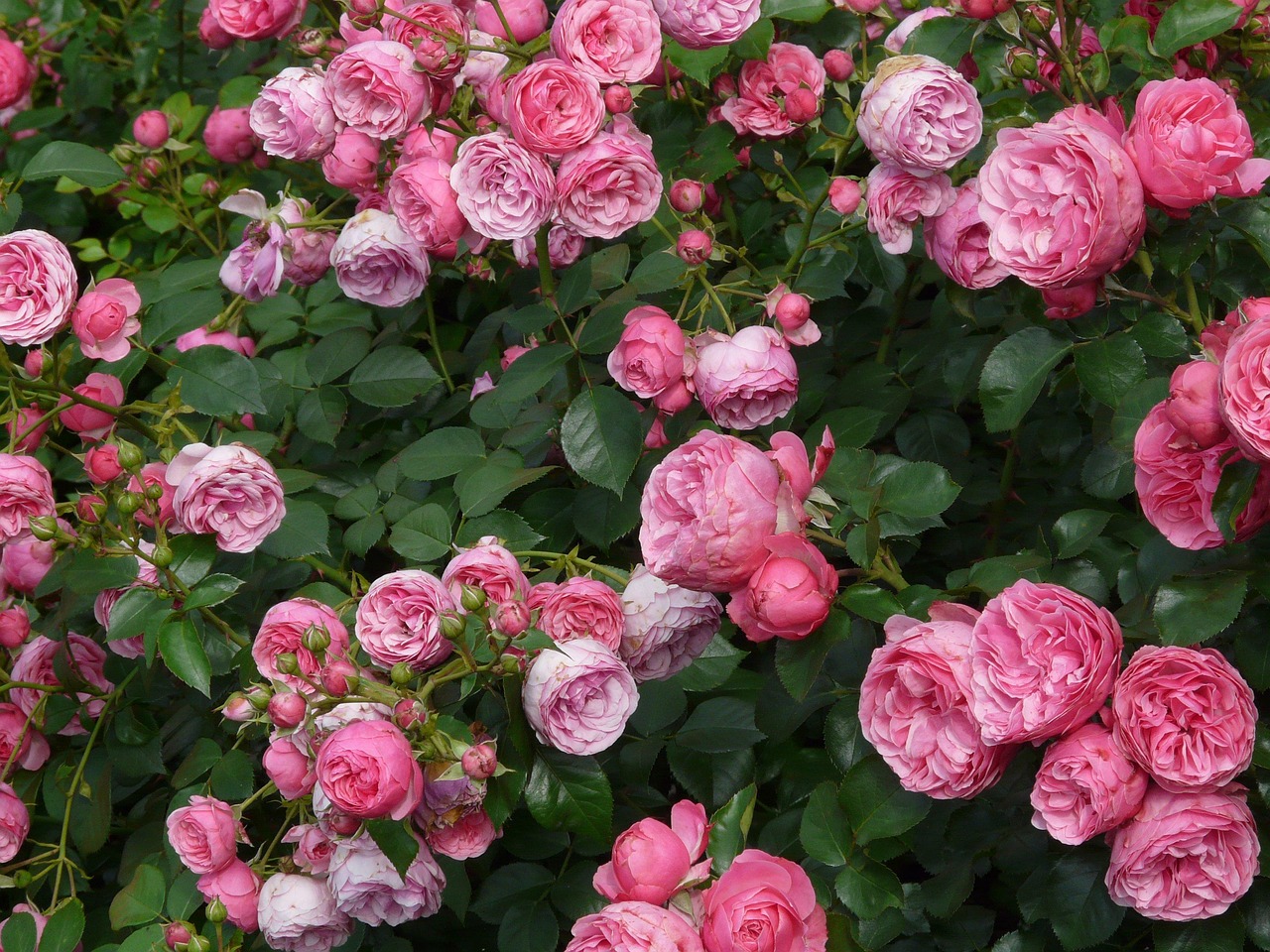 rose 8219 1280