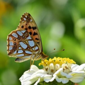 butterfly 8175198 1280 (1)