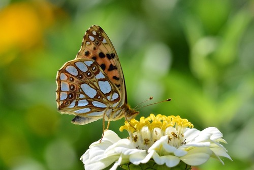 butterfly 8175198 1280 (1)