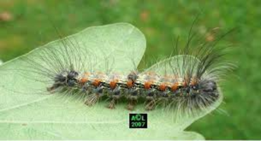 chenille 1 (1)